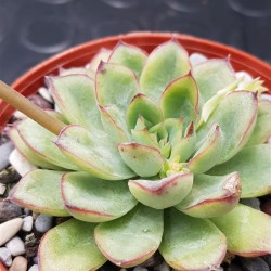 Echeveria "pulidonis " 8,5