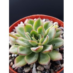 Echeveria "pulidonis " 8,5