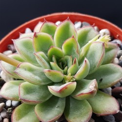 Echeveria "pulidonis " 8,5