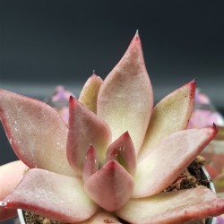 ECHEVERIA AGAVOEDES " ROMEO "  ΓΛ12