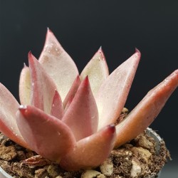 ECHEVERIA AGAVOEDES " ROMEO "  ΓΛ12