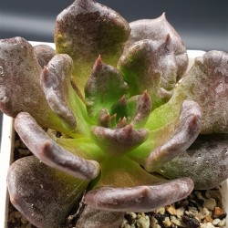 Echeveria 'Super Bowl'  8,5
