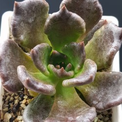 Echeveria 'Super Bowl'  8,5