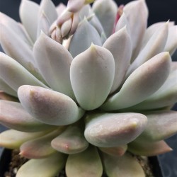 Sedeveria lilac mist ( unique- μοναδικό φυτό ) 