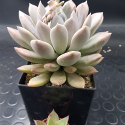 Sedeveria lilac mist ( unique- μοναδικό φυτό ) 