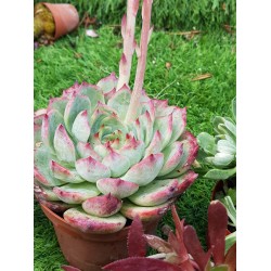  Echeveria "chichuachuensis" (special edition) 10