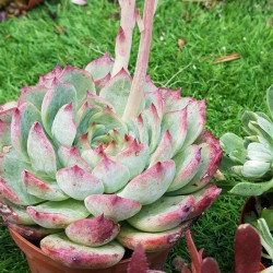  Echeveria "chichuachuensis" (special edition) 10