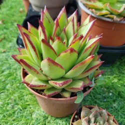 Echeveria Agavoides " Lip stick " (special edition  ) 10