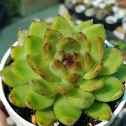 Echeveria "black rose " (special edition) 10