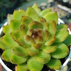 Echeveria "black rose " (special edition) 10