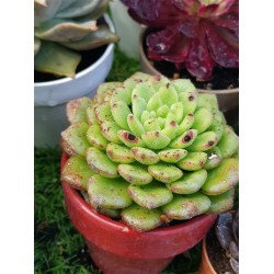 Echeveria "Carol" (special edition )  10