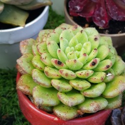 Echeveria "Carol" (special edition )  10