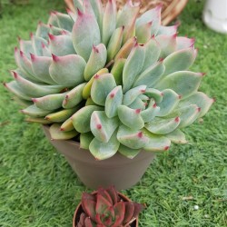 Echeveria chichuachuensis 12 (unique, μοναδικό φυτό) 