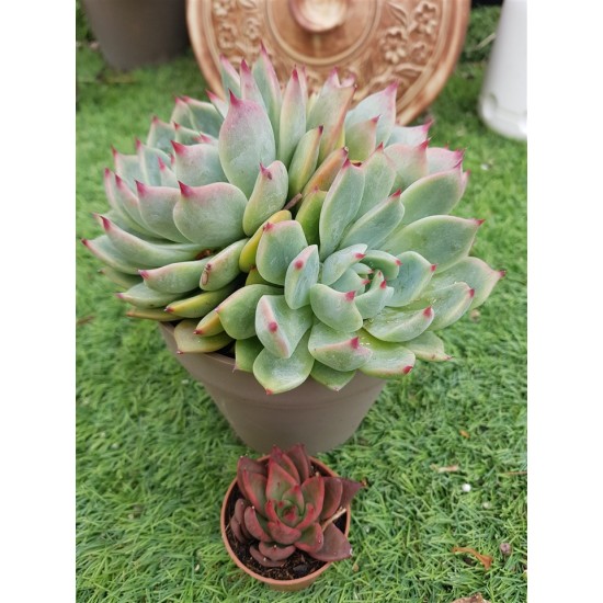  Echeveria chichuachuensis 12 (unique, μοναδικό φυτό) 