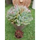  Echeveria chichuachuensis 12 (unique, μοναδικό φυτό) 