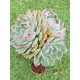  Echeveria chichuachuensis 12 (unique, μοναδικό φυτό) 
