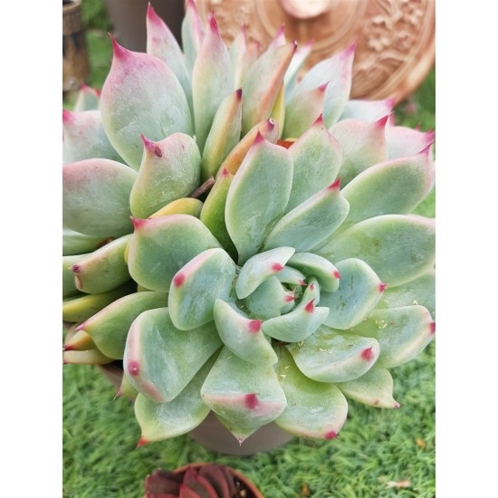  Echeveria chichuachuensis 12 (unique, μοναδικό φυτό) 