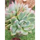  Echeveria chichuachuensis 12 (unique, μοναδικό φυτό) 