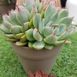  Echeveria chichuachuensis 12 (unique, μοναδικό φυτό) 