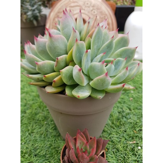  Echeveria chichuachuensis 12 (unique, μοναδικό φυτό) 