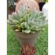  Echeveria chichuachuensis 12 (unique, μοναδικό φυτό) 
