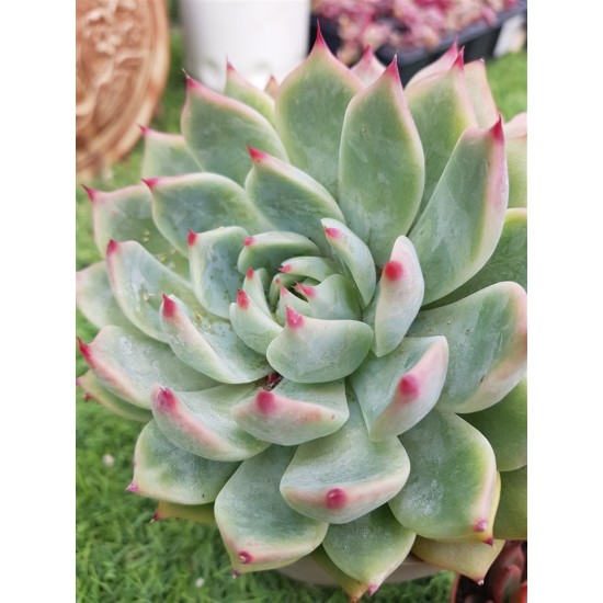  Echeveria chichuachuensis 12 (unique, μοναδικό φυτό) 