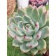  Echeveria chichuachuensis 12 (unique, μοναδικό φυτό) 