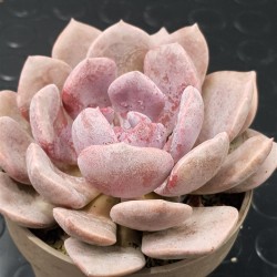 Graptoveria debie unique  2 , ( μοναδικό φυτό ) γλ.12