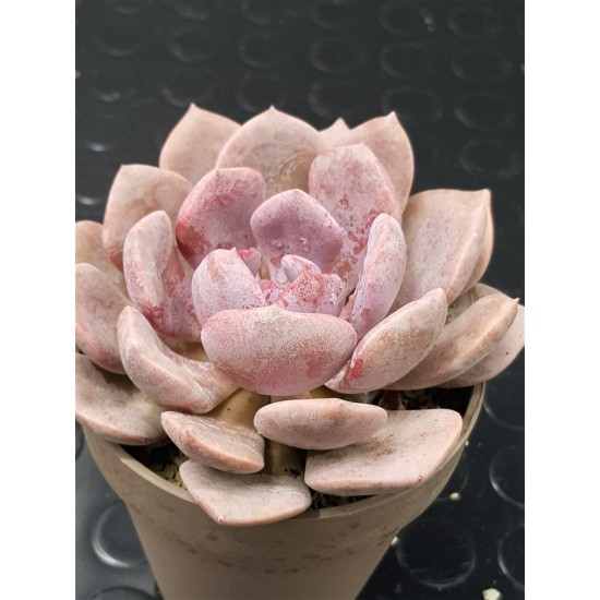 Graptoveria debie unique , ( μοναδικό φυτό )10