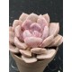 Graptoveria debie unique , ( μοναδικό φυτό )10