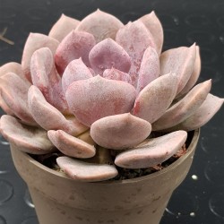 Graptoveria debie unique  2 , ( μοναδικό φυτό ) γλ.12