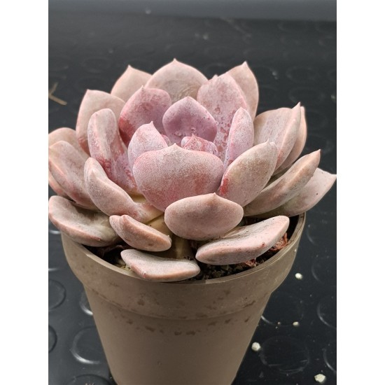 Graptoveria debie unique , ( μοναδικό φυτό )10