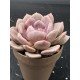 Graptoveria debie unique , ( μοναδικό φυτό )10