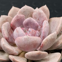 Graptoveria debie unique , ( μοναδικό φυτό )10