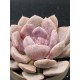 Graptoveria debie unique , ( μοναδικό φυτό )10