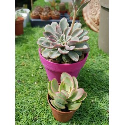 Echeveria fantastic fontane  10 (unique -μοναδικό φυτό )