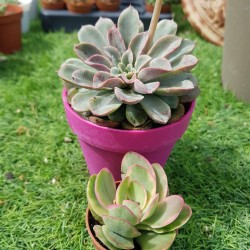 Echeveria fantastic fontane  10 (unique -μοναδικό φυτό )