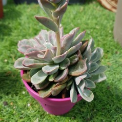 Echeveria fantastic fontane  10 (unique -μοναδικό φυτό )