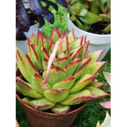 ECHEVERIA LIPSTICK 10