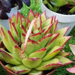 ECHEVERIA LIPSTICK 10