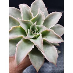 Echeveria " Madiba " (special edition )10