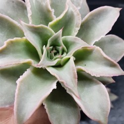 Echeveria " Madiba " (special edition )10