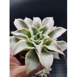 Echeveria " Madiba " (special edition )10