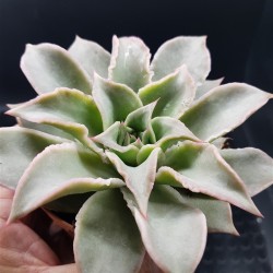 Echeveria " Madiba " (special edition )10