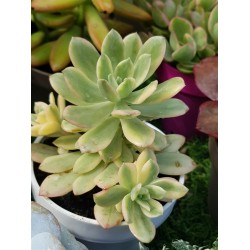 Echeveria "minibelle variegata" 5,5