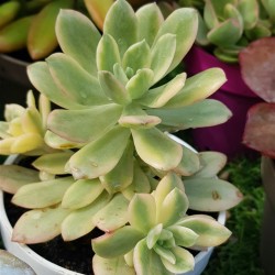 Echeveria "minibelle variegata" 5,5