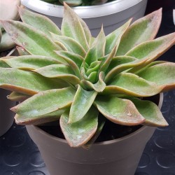 Echeveria "neomexicana "  12 ( μοναδίκο φυτό -unique )