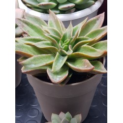 Echeveria "neomexicana "  12 ( μοναδίκο φυτό -unique )