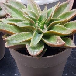 Echeveria "neomexicana "  12 ( μοναδίκο φυτό -unique )