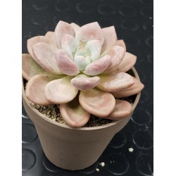 Echeveria "opalina" (special edition )  10